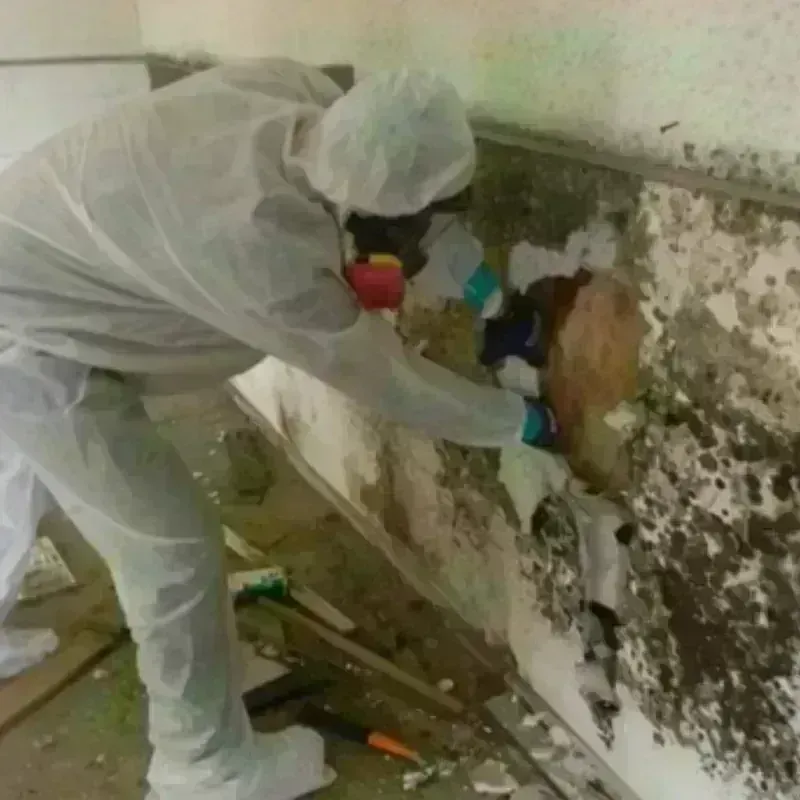 Mold Remediation and Removal in Tupper Lake, NY